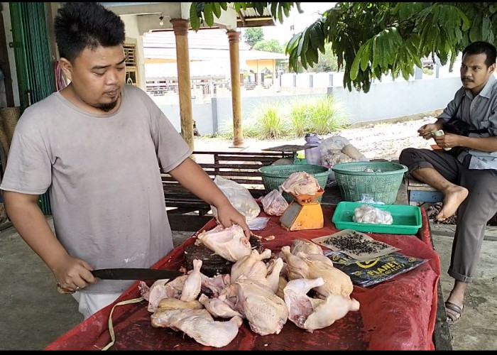Harga Daging Ayam Potong di Seluma Berangsur Normal