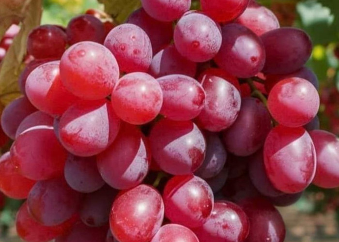 Manis dan Kaya Antioksidan, Cek Manfaat Buah Anggur untuk Kesehatan, Konsumsi Secukupnya