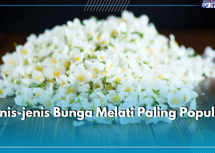 7 Jenis Bunga Melati Paling Populer, Nomor 1 Melati Putih