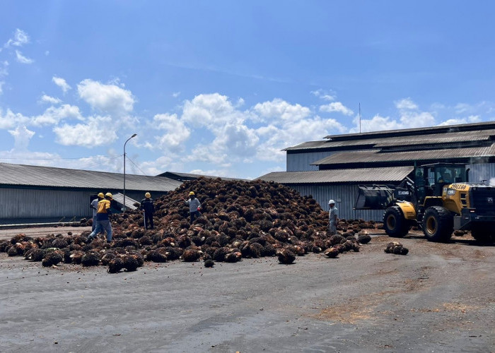Anjlok hingga Rp1.950 per Kg, Harga TBS Sawit di Seluma Terjun Bebas