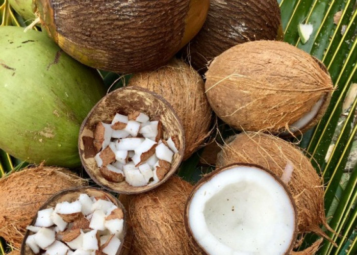 Bantu Menjaga Kelembapan Alami, Ini Manfaat Kelapa untuk Kecantikan Kulit, Cek di Sini