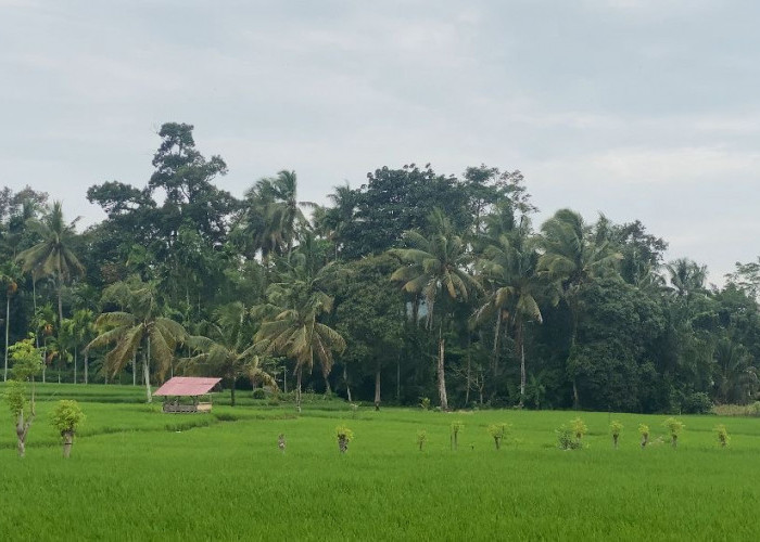 Sawah 72 Hektare Terancam, Bupati Bengkulu Selatan Instruksikan Perbaikan Irigasi Muara Payang