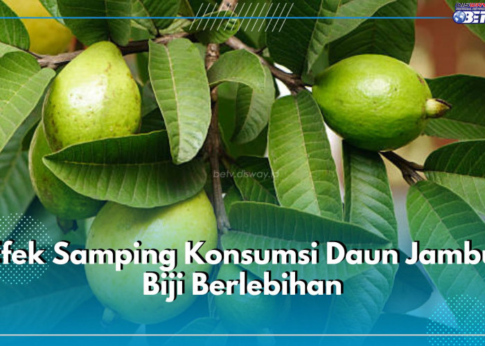 5 Efek Samping Konsumsi Daun Jambu Biji Berlebihan, Bisa Turunkan Tekanan Darah