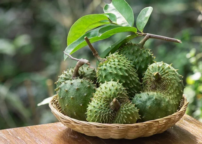 Suka Makan Buah Sirsak? Yuk,  Cek Manfaatnya untuk Kesehatan Tubuh 