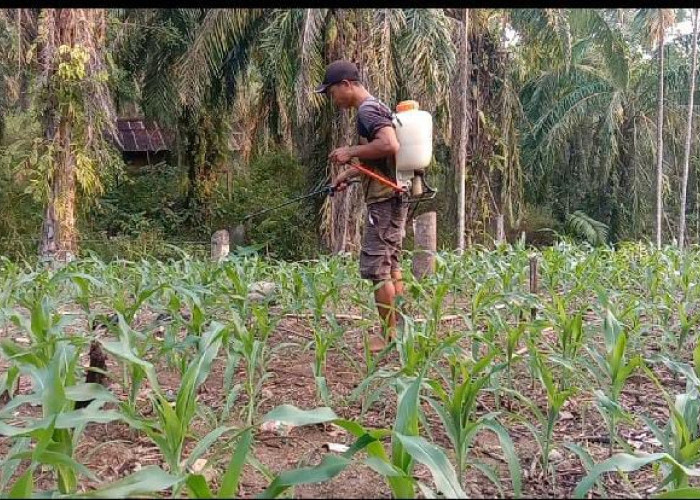Hama Ulat Serang Tanaman Jagung, Petani di Kabupaten Kaur Mulai Resah