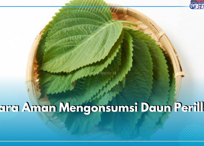 Ini Cara Aman Mengonsumsi Daun Perilla, Pastikan Coba dalam Jumlah Kecil, Cek 6 Lainnya Hanya di Sini