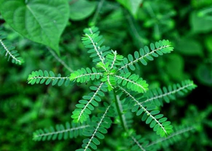 Bantu Jaga Kesehatan Tubuh, Ini Manfaat Konsumsi Daun Meniran Secara Rutin!