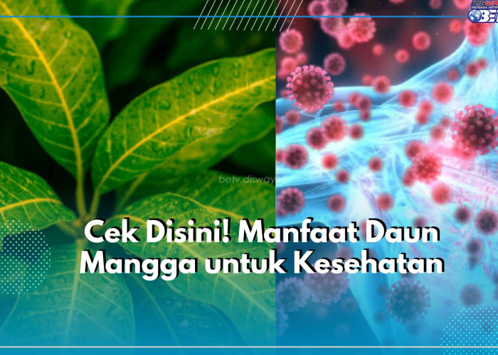 Tak Hanya Buahnya, Inilah Manfaat yang Ditawarkan Daun Mangga untuk Kesehatan Tubuh, Cek Disini!