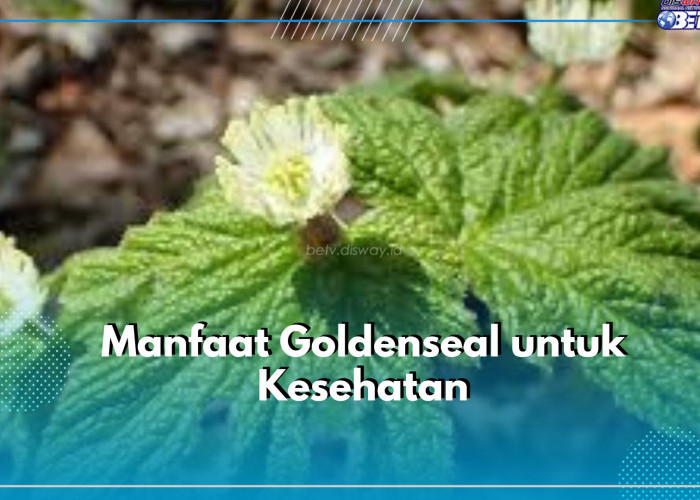 Klaim 5 Manfaat Terbaik Tanaman Herbal Goldenseal untuk Kesehatan, Bikin Nafsu Makan Meningkat