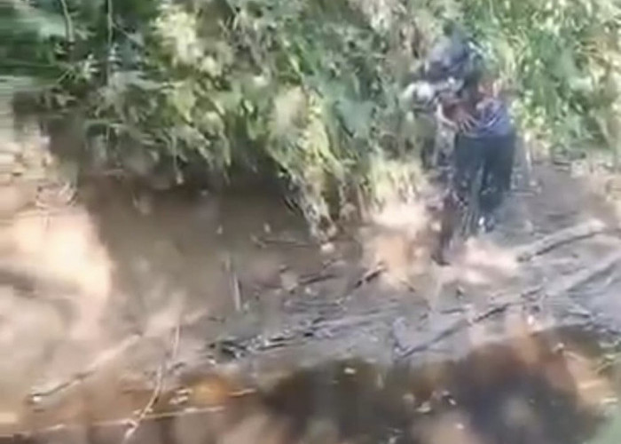 Air Menghitam dan Ikan Mati, Tambak Udang PT MTS Diduga Cemari Sungai Pering Seluma