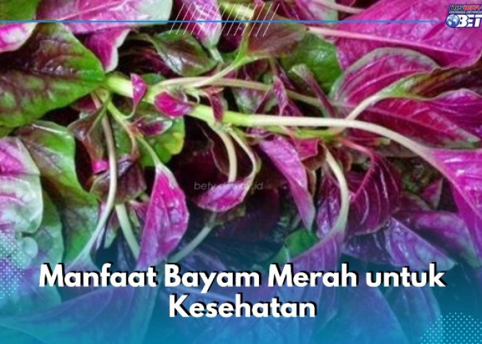 6 Manfaat Bayam Merah yang Sayang Dilewatkan, Ampuh Mengurangi Risiko Terkena Asma