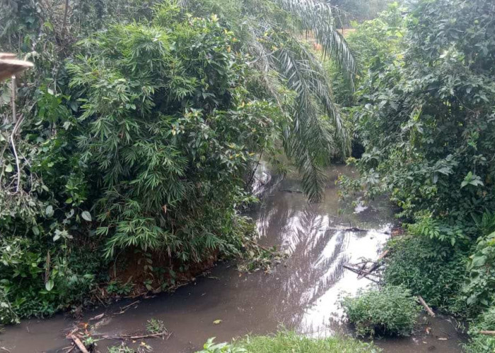 PT AIP Bantah Cemari Sungai di Seluma, Begini Klarifikasinya