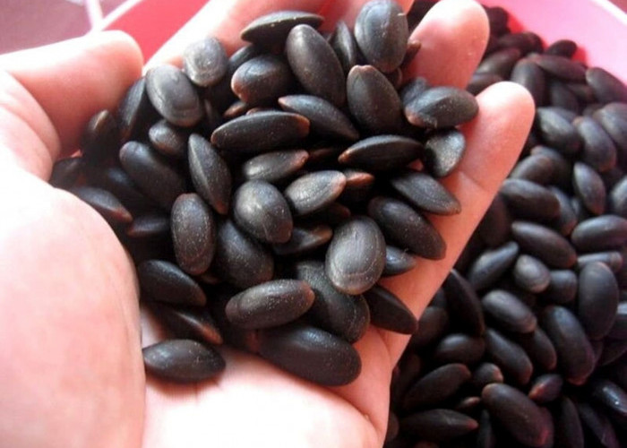 Dijadikan Sebagai Obat Tradisional Saat Cacingan, Ini Manfaat Utama Biji Kedawung Bagi Kesehatan 