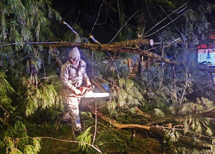 Diterpa Angin, Beberapa Pohon di Kota Bengkulu Tumbang, Pedagang Ikan Alami Luka-luka