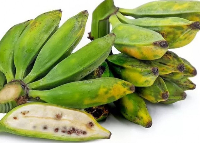 Pisang Batu Miliki Ragam Jenis dengan Karakteristiknya Masing-masing, Cek Disini!