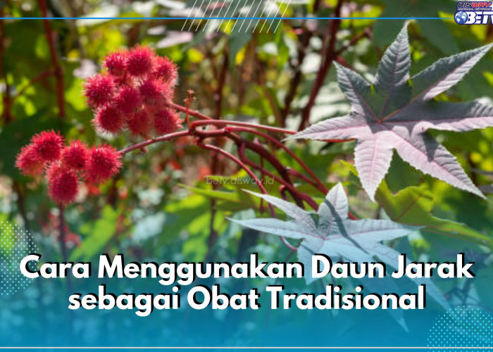 Manjur! Ini 5 Cara Gunakan Daun Jarak sebagai Obat, Jadi Kompres hingga Ramuan Herbal