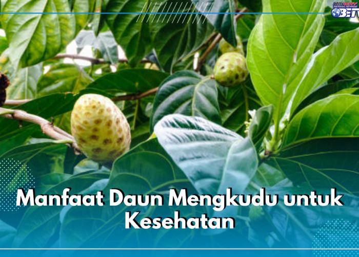 Kaya Nutrisi, Ini 5 Manfaat Daun Mengkudu untuk Kesehatan, Ampuh Turunkan Kolesterol