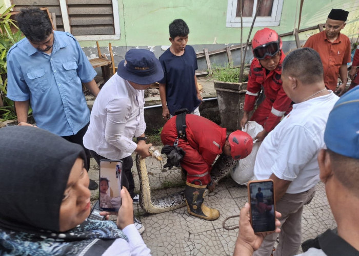 Damkar Kota Bengkulu Imbau Warga Waspada Ular Liar Berkeliaran saat Musim Hujan