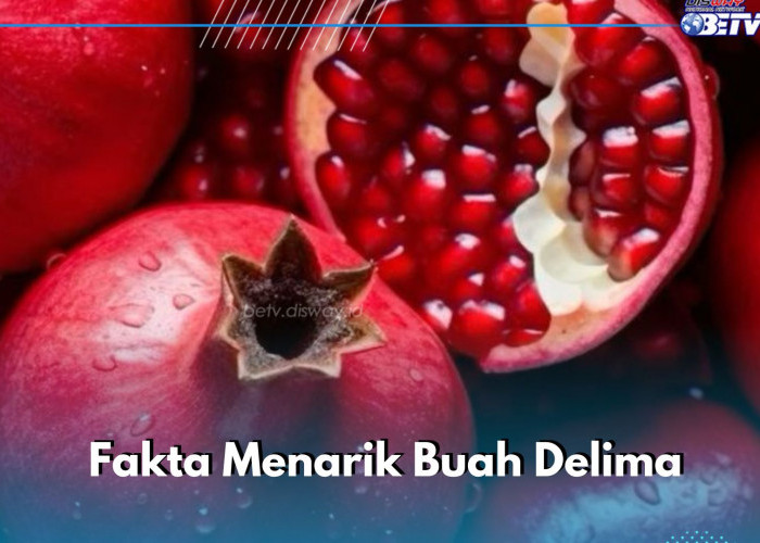 Baik untuk Kesehatan Tubuh, Ini Fakta Lain Buah Delima yang Menarik Diketahui