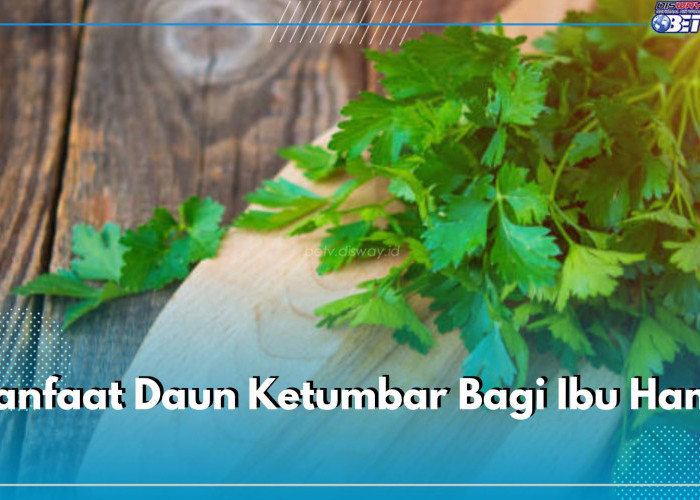 7 Manfaat Mengonsumsi Daun Ketumbar Bagi Ibu Hamil, Mampu Mengurangi Risiko Anemia Selama Masa Kehamilan