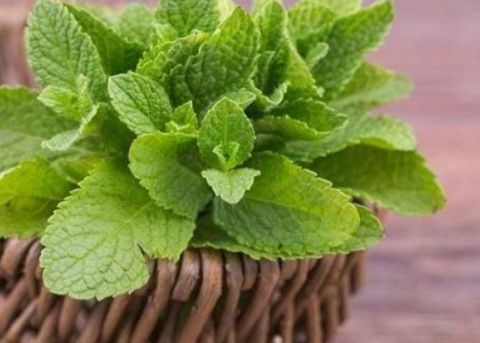 Bantu Lancarkan Pencernaan hingga Stabilkan Nafsu Makan, Ini Manfaat Daun Mint untuk Kesehatan 