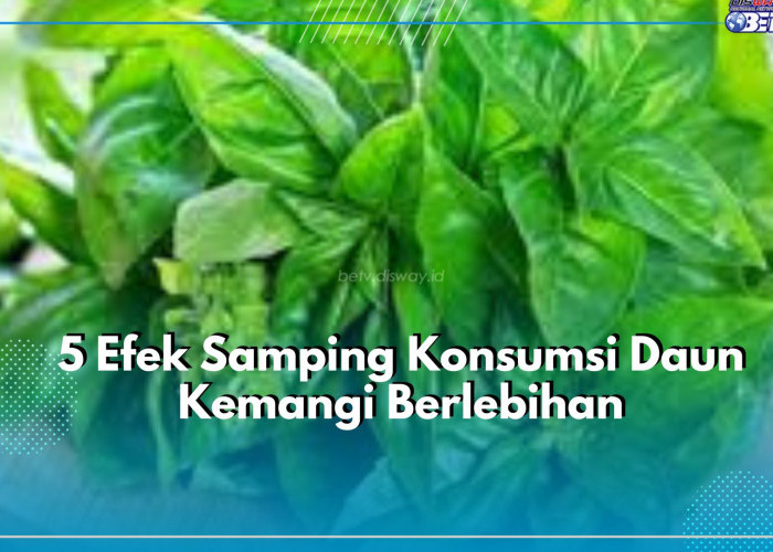 Efek Samping Konsumsi Daun Kemangi Berlebihan, Wajib Hindari Ini Berbahaya untuk Kesehatan