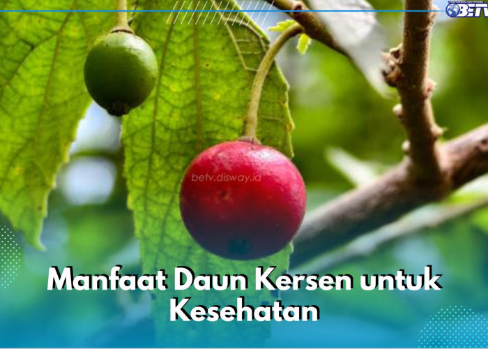 Jarang Diketahui! Ini 6 Manfaat Daun Kersen untuk Kesehatan Tubuh, Bisa Atasi Gangguan Pencernaan 