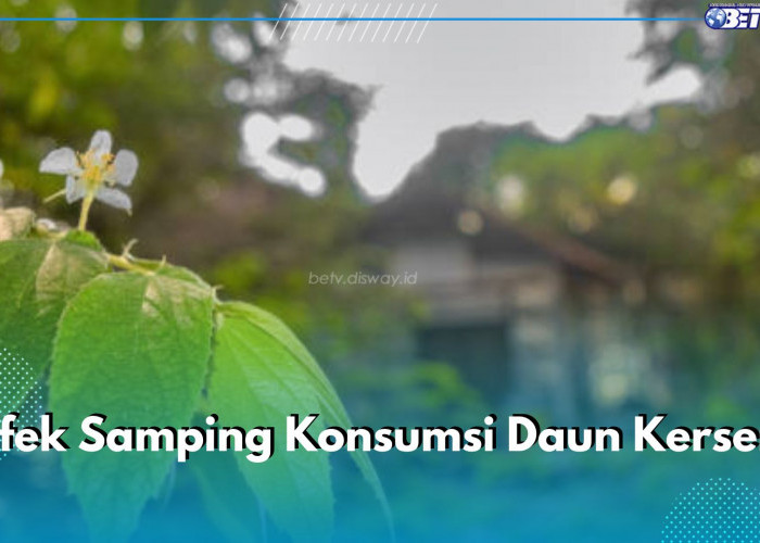 5 Efek Samping Konsumsi Daun Kersen Berlebihan, Bisa Sebabkan Gula Darah Terjun Bebas