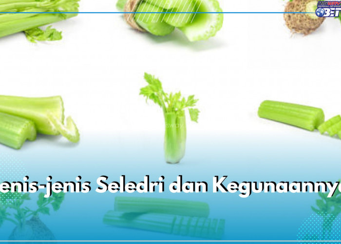 6 Jenis Seledri dan Kegunaannya, Ada Seldri Daun hingga Seledri Herbal