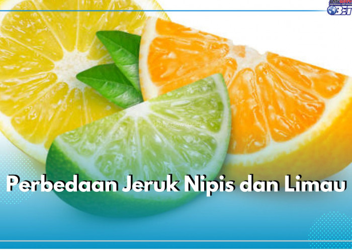 Terlihat Mirip, Ternyata Ini 5 Perbedaan Jeruk Nipis Dan Limau yang Perlu Kamu Ketahui