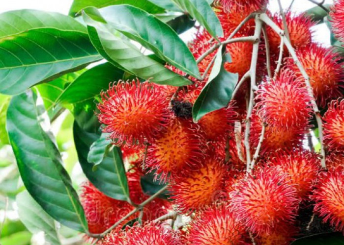 Manfaat Buah Rambutan untuk Kesehatan, Bisa Bantu Jaga Daya Tahan Tubuh