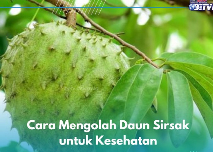 Daun Sirsak Jadi Ramuan Herbal untuk Kesehatan, Begini Cara Mengolahnya