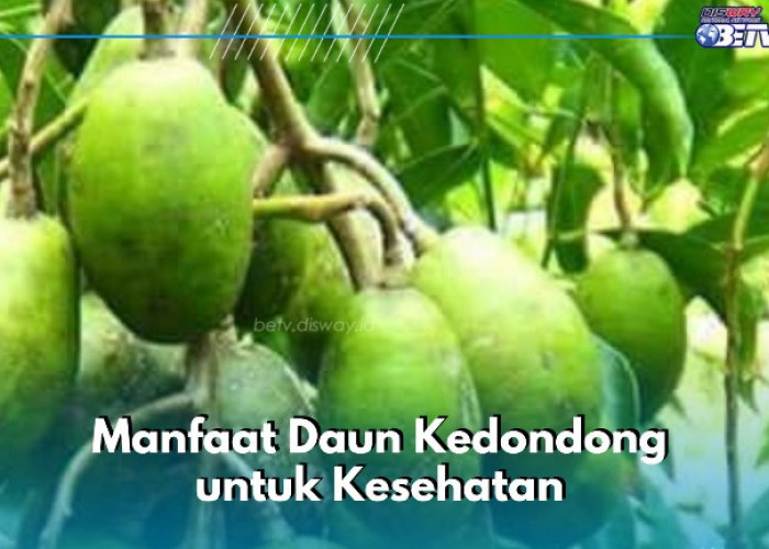 Daun Kedondong Ini Ampuh Mencegah Penyakit Jantung, Cek Manfaat di Sini