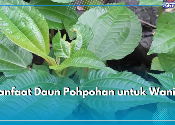 Wanita Bisa Dapatkan 5 Manfaat Ini dari Daun Pohpohan, Salah Satunya Jaga Kesehatan Reproduksi