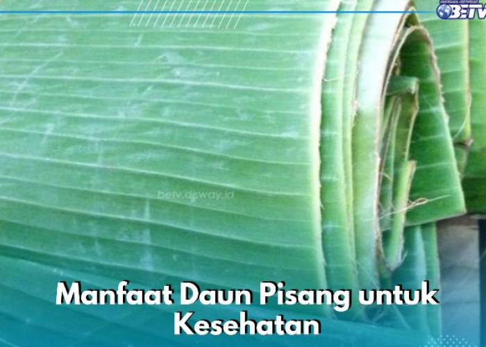 Daun Pisang Ini Bisa Digunakan untuk Menangkal Radikal Bebas, Cek Manfaat di Sini