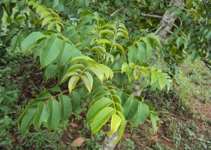 Digunakan Sebagai Obat Herbal, Ini Manfaat Daun Kedondong Bagi Kesehatan Anda!