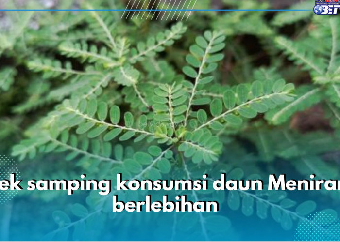 6 Efek Samping Konsumsi Daun Meniran Berlebihan yang Perlu Kamu Ketahui