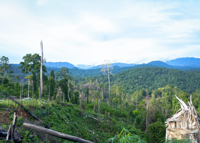 Menhut Raja Juli Antoni Perkuat Konservasi Gajah di TWA Seblat