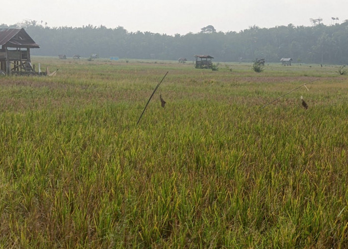 Musim Kemarau, Sawah Tadah Hujan di Karang Dapo Kekeringan dan Petani Terpaksa Beli Beras