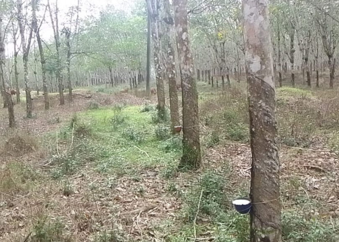 Curah Hujan Tinggi, Petani Karet di Seluma Kian Terpuruk