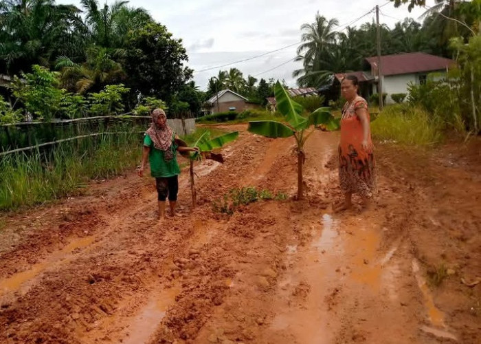 Belasan Tahun Rusak Tak Diperbaiki, Warga Padang Kuas Tanam Pohon Pisang di Tengah Jalan