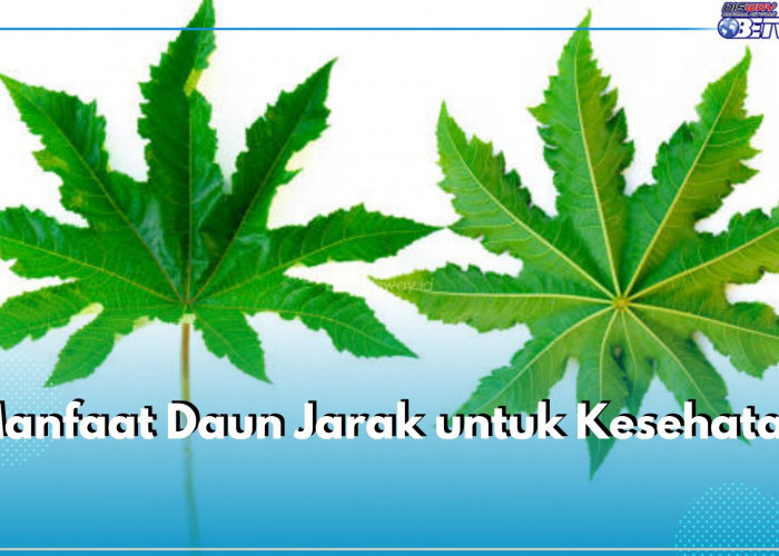 5 Manfaat Daun Jarak untuk Kesehatan, Bisa Bantu Turunkan Demam