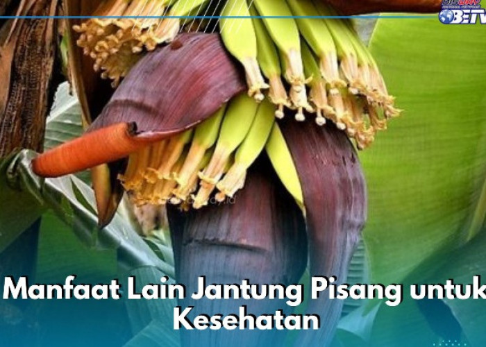 Manfaat Lain Jantung Pisang yang Jarang Diketahui, Ampuh Meningkatkan Laktasi