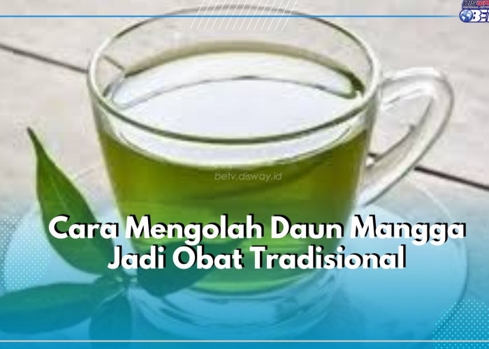 Kenali Cara Mengolah Daun Mangga Jadi Obat Tradisonal, Terbukti Ampuh Menangkal Penyakit