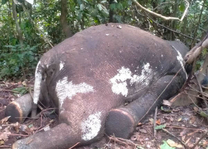 Habitat Terdesak, Indukan Gajah Sumatera Ditemukan Mati di HPT Air Ipuh