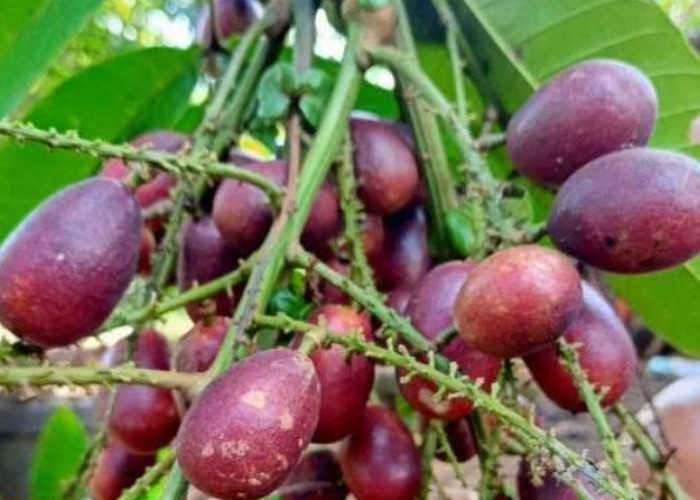 Tak Baik untuk Tubuh, Inilah Efek Samping dari Mengonsumsi Buah Matoa Secara Berlebihan