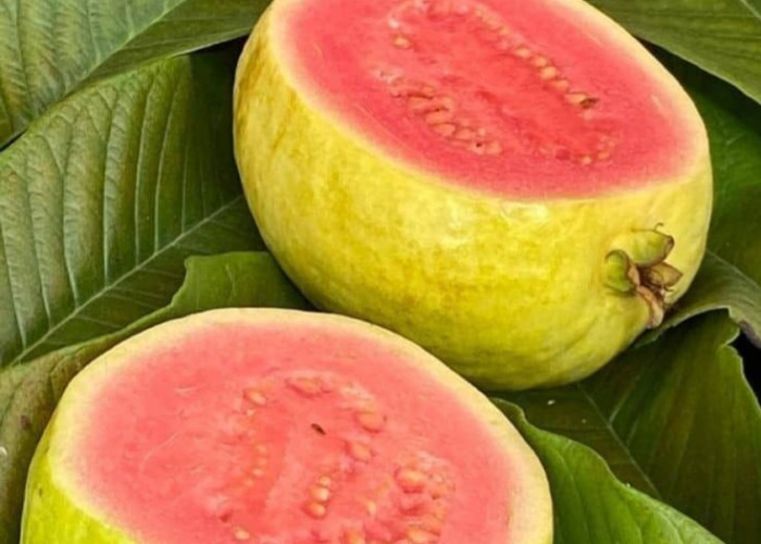 Cek di Sini! Buah yang Punya Kandungan Vitamin C Tinggi, Enak Dimakan Setiap Hari