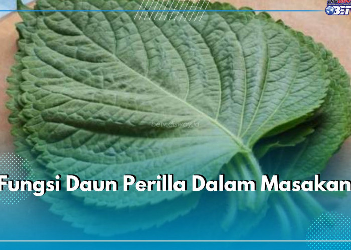 Populer di Korea, Daun Perilla Punya 6 Fungsi Ini Dalam Masakan, Apa Saja?