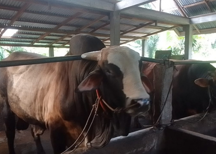 Jelang Idul Adha, Puluhan Ekor Sapi Milik Peternak di Seluma Laku Terjual