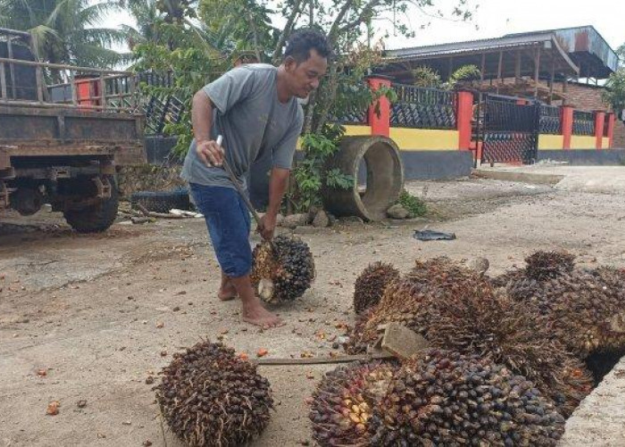 Harga TBS Sawit di Seluma Belum Ada Kenaikan, Masih Rp2.300 per Kilogram